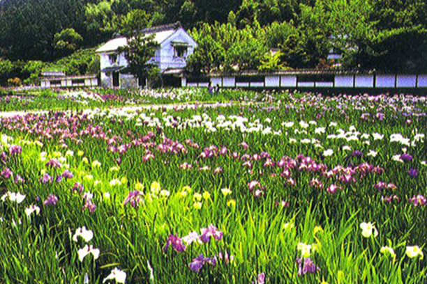 加茂花菖蒲園