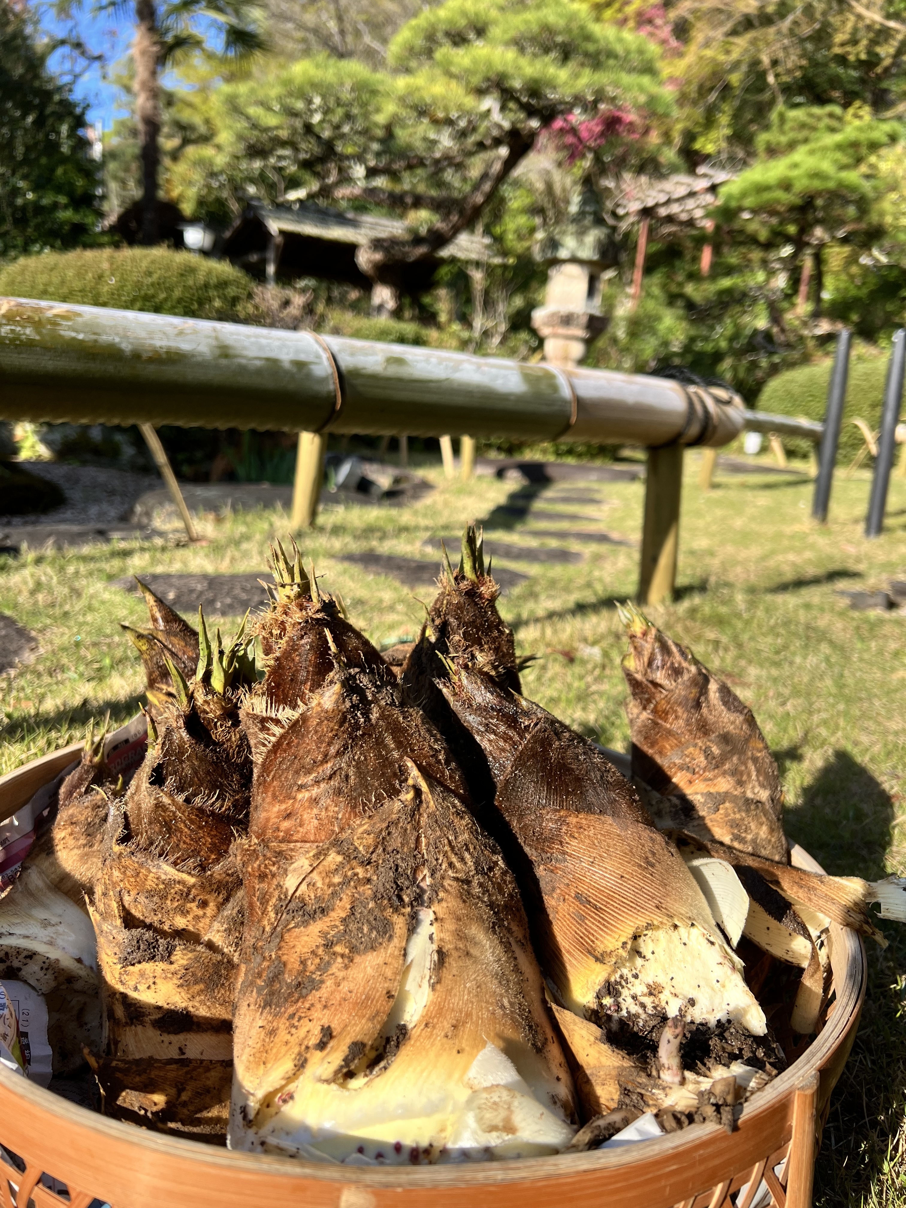 🌸2025年春🌸】たけのこ始まりました‼️／新着情報 - 浜松の懐石料理