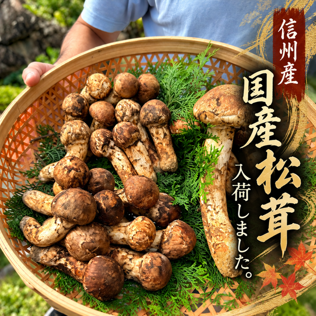 20261008_2026国産松茸_HP.png